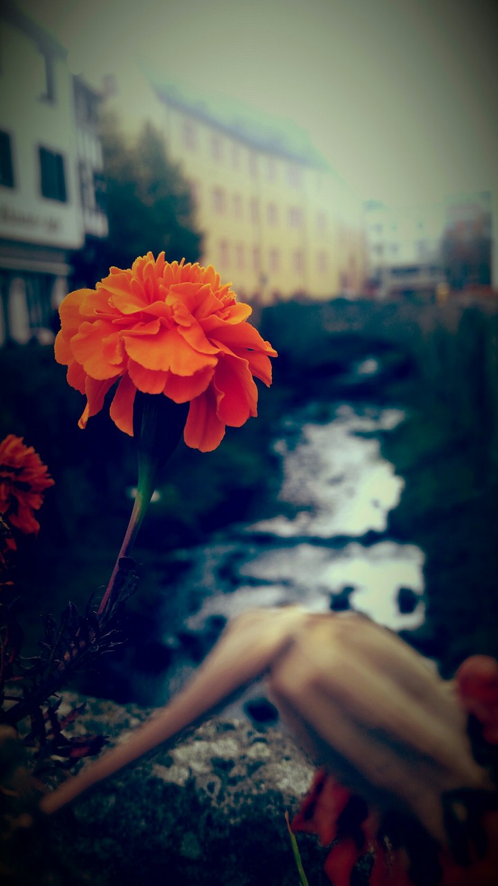 Retroblume