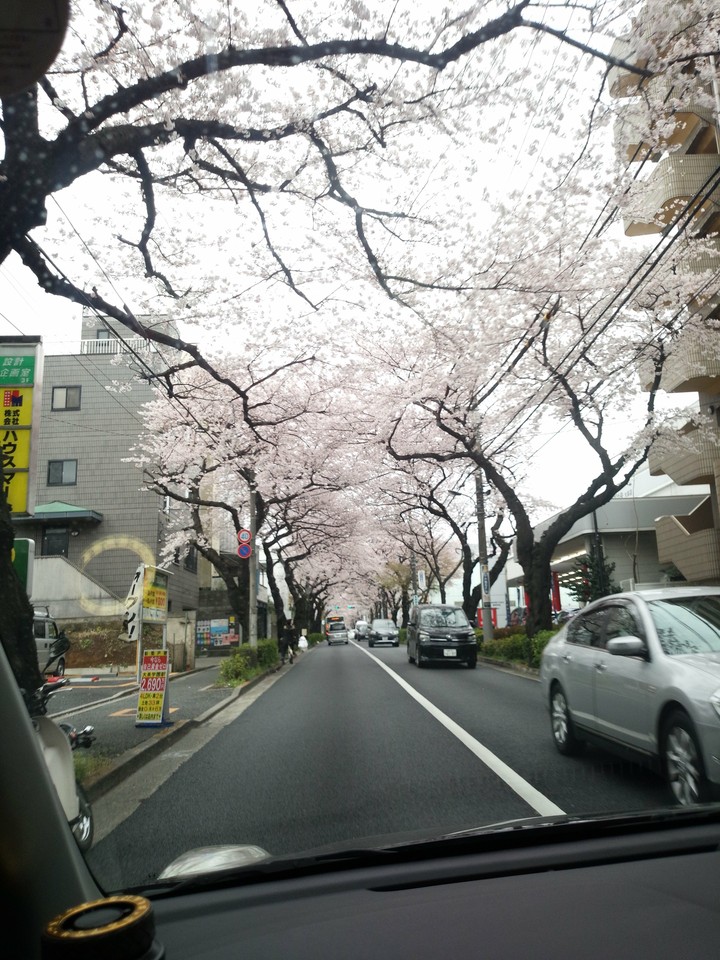 桜並木