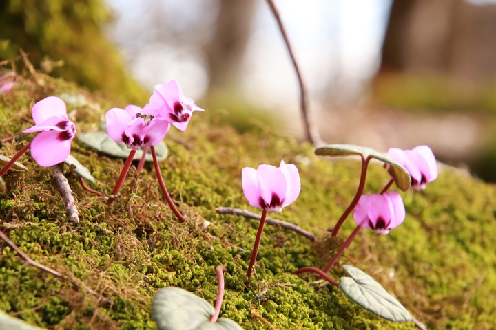 ciclomen flower