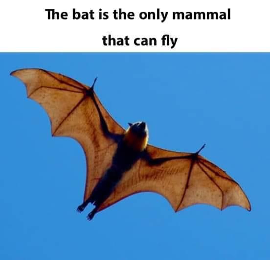 Fact