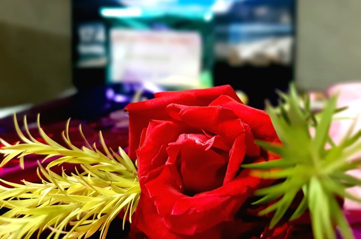 red rose