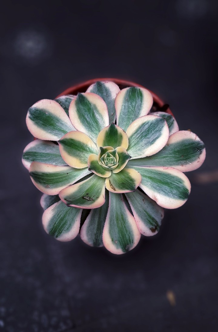 Suculenta Sunburst
