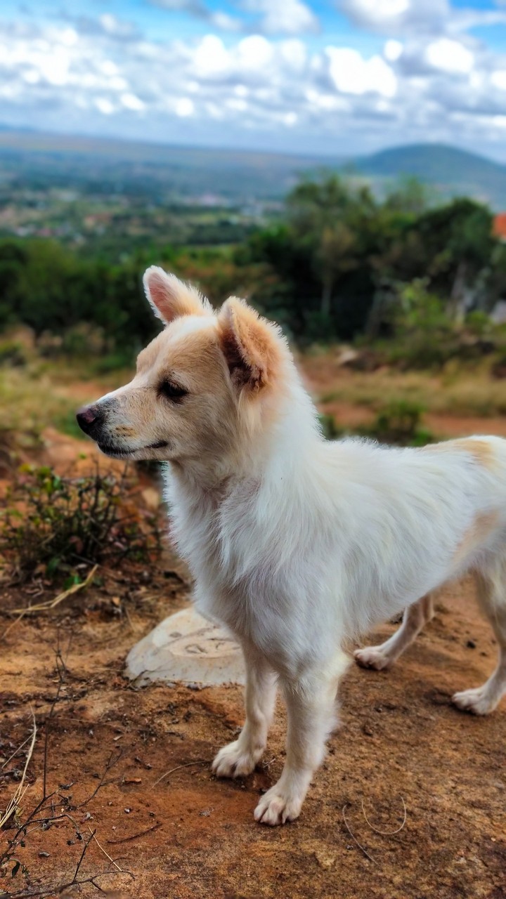 Mountain Dog