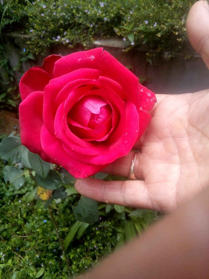 rosas con amor para los amigos