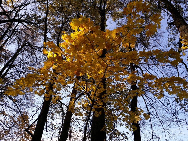 Autumn leaves