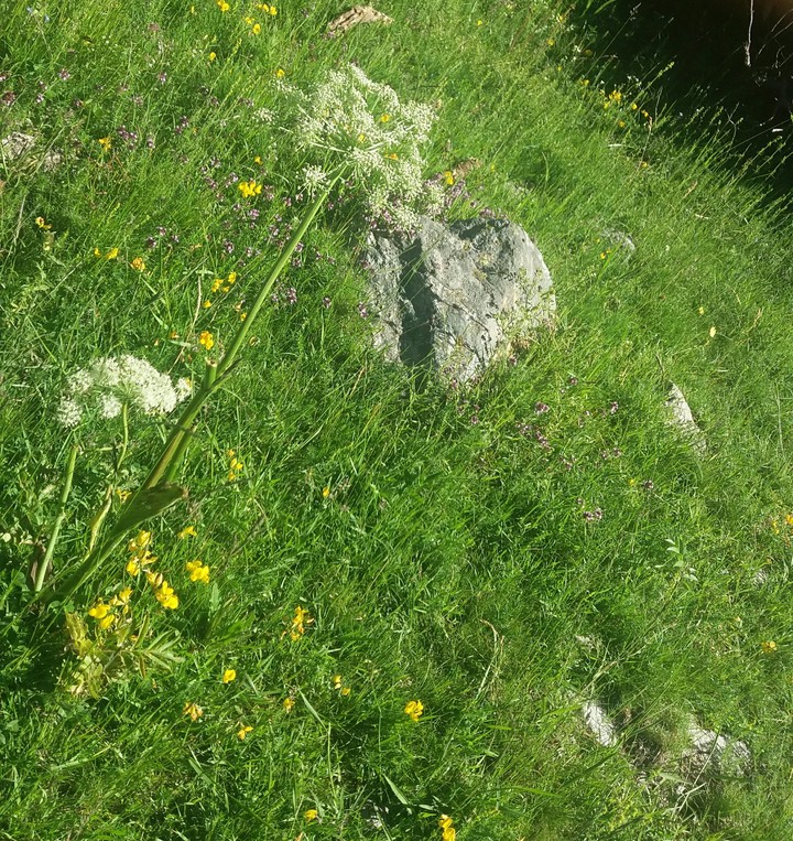 A summer flower
