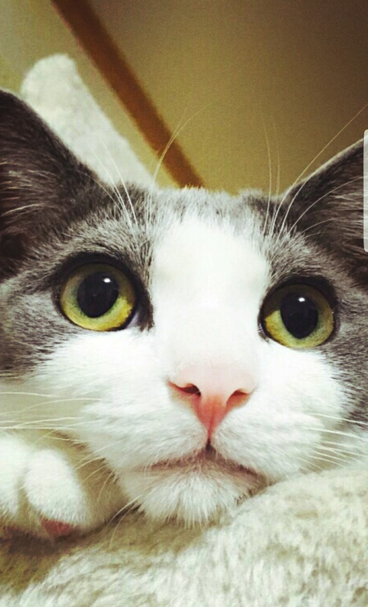 우리신랑의 고양이