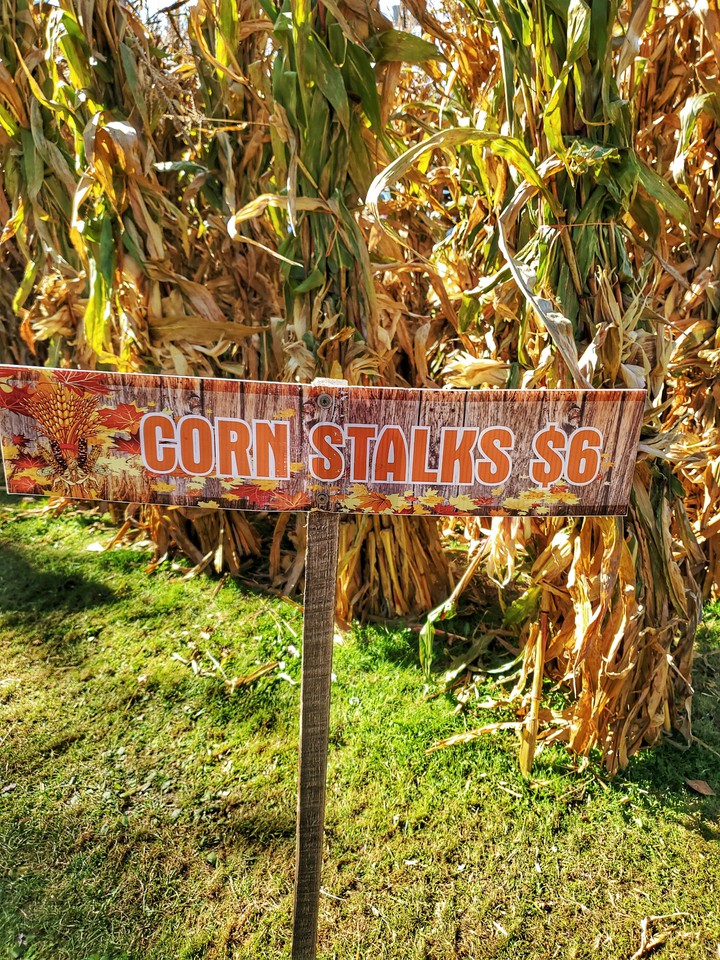 cornstalks