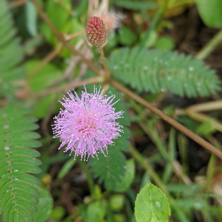 #flower