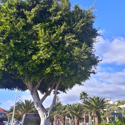 ▪tree○•°