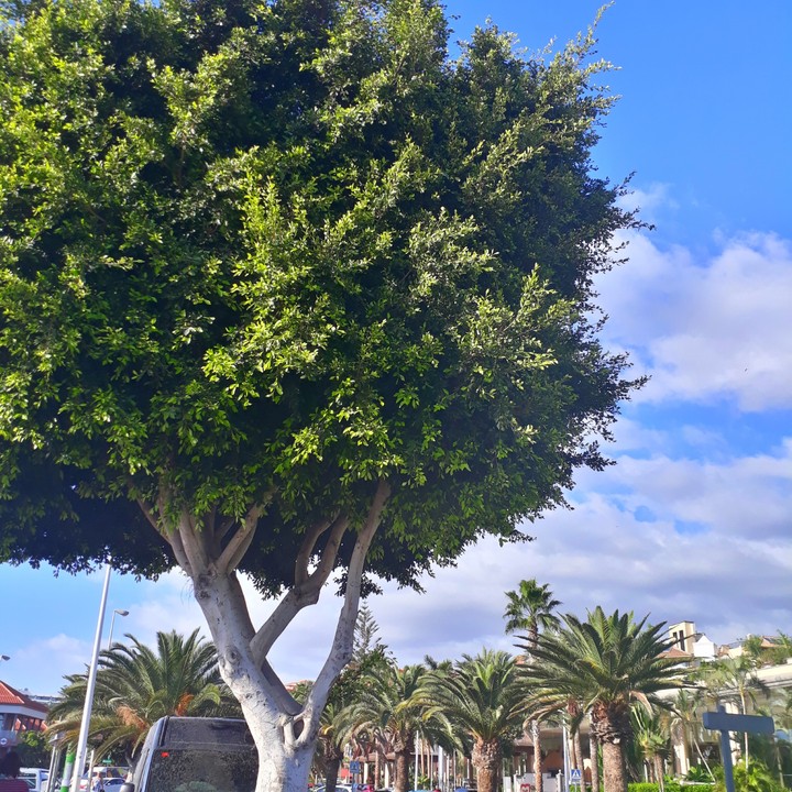 ▪tree○•°