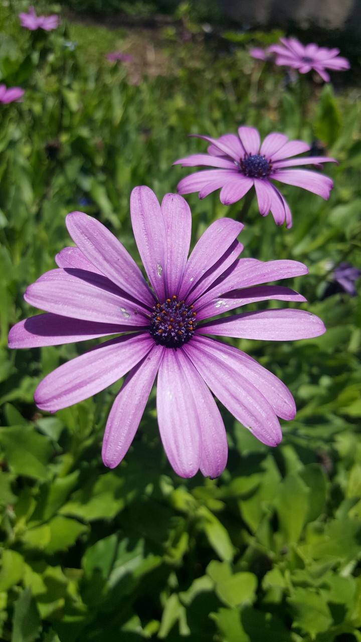 City Flowers