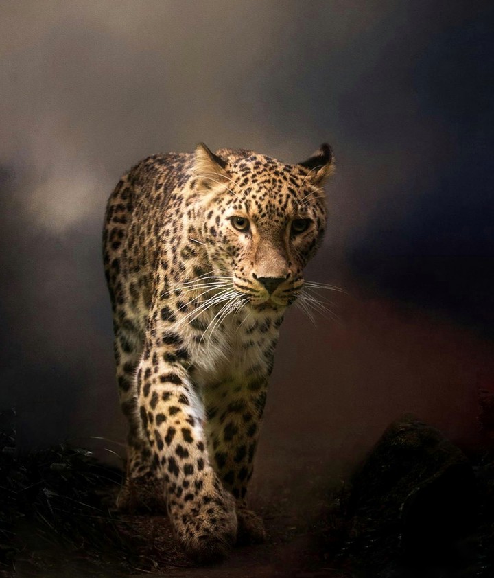 leopard