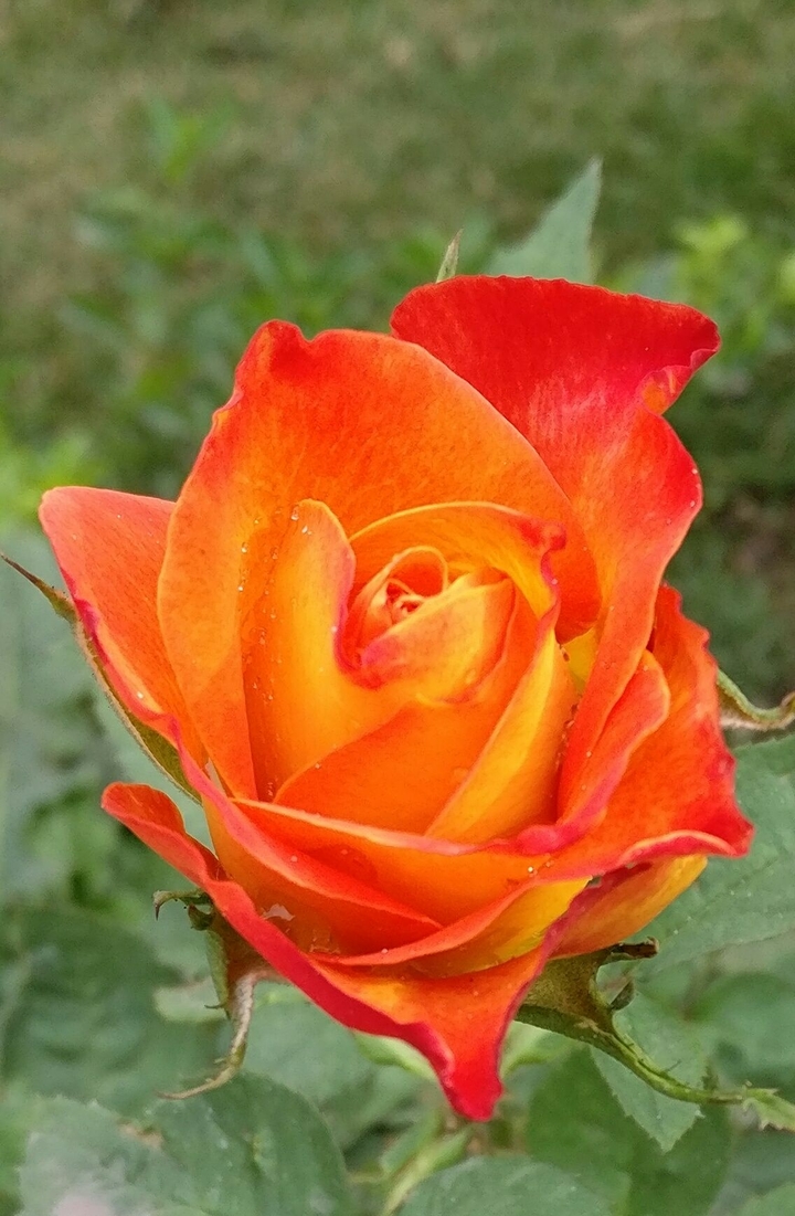 Rose Petel.