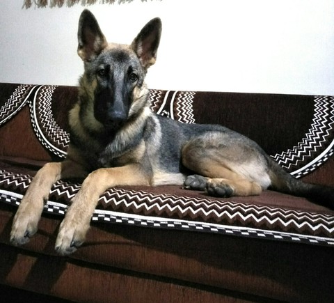 Kaiser