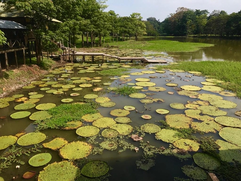 amazonas Colombia