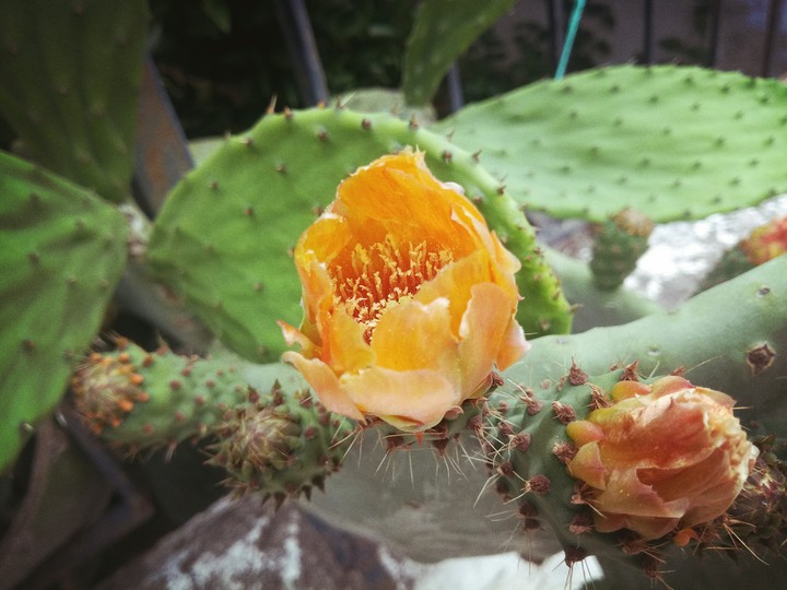 cactus