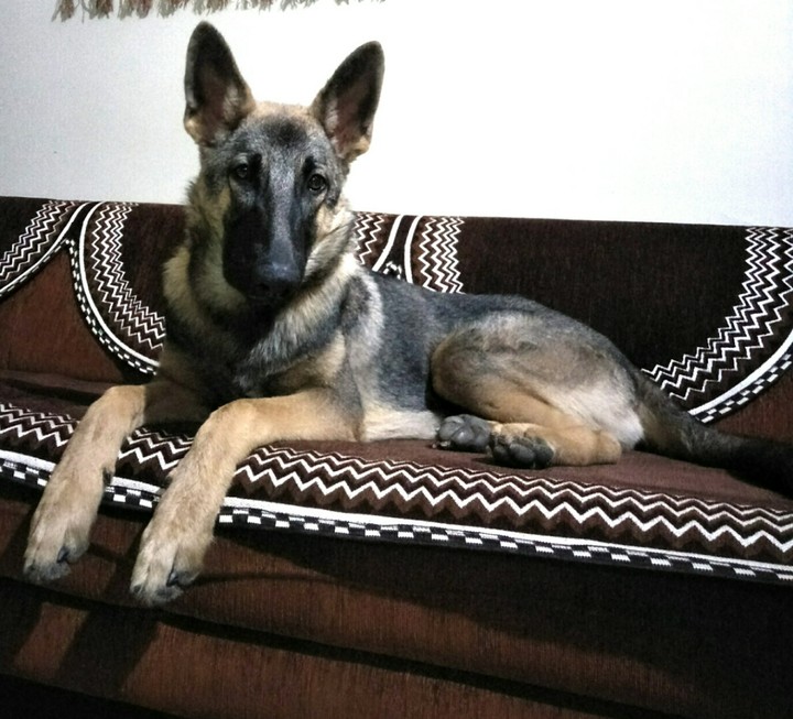 Kaiser