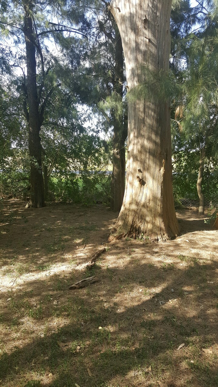 tree