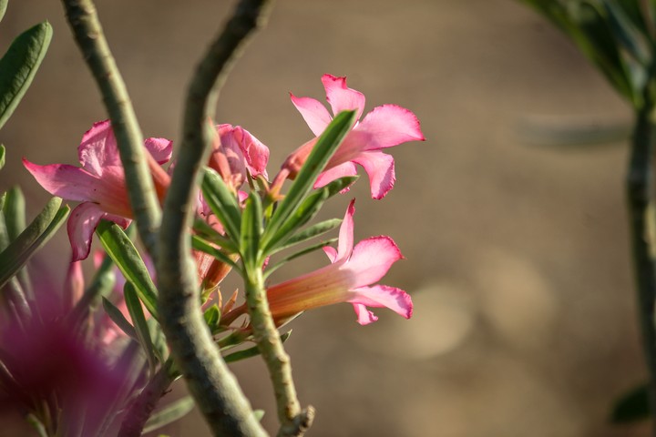 pink flowers.