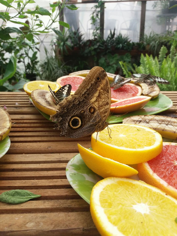 butterfly