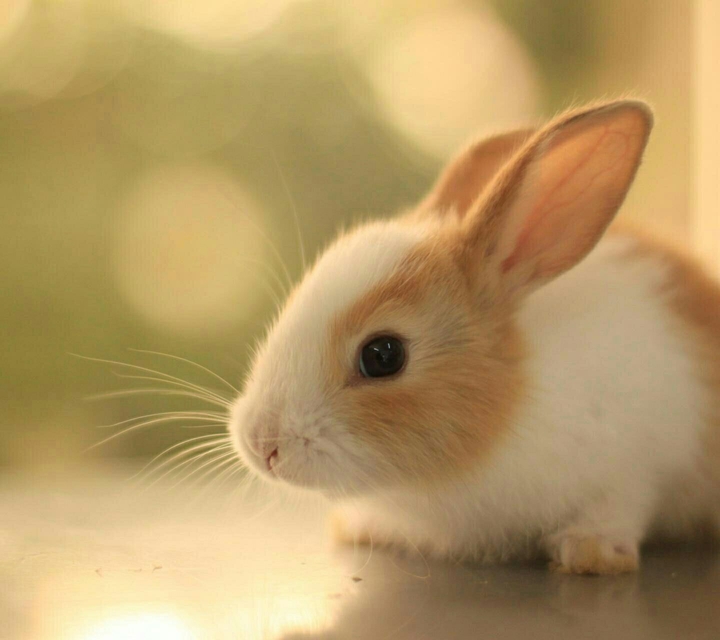 rabbit