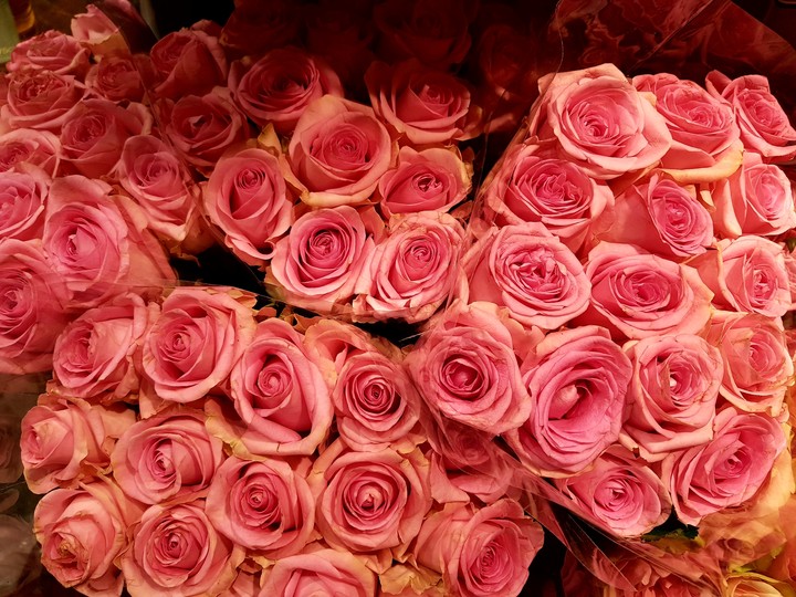 rose