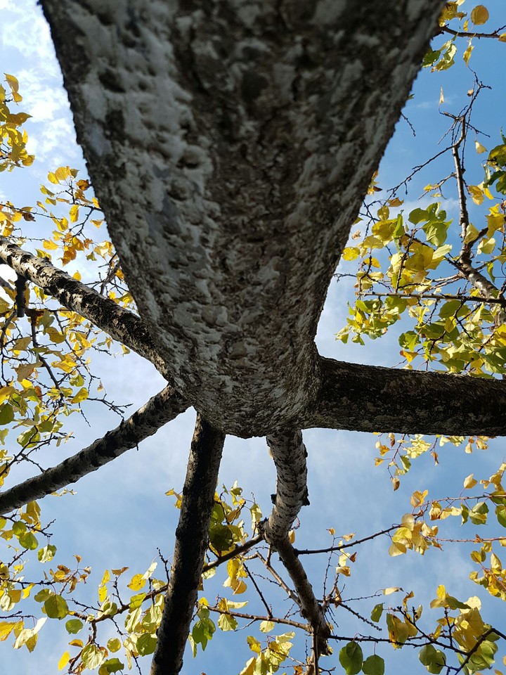 autum