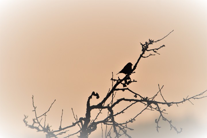 Shadow spot