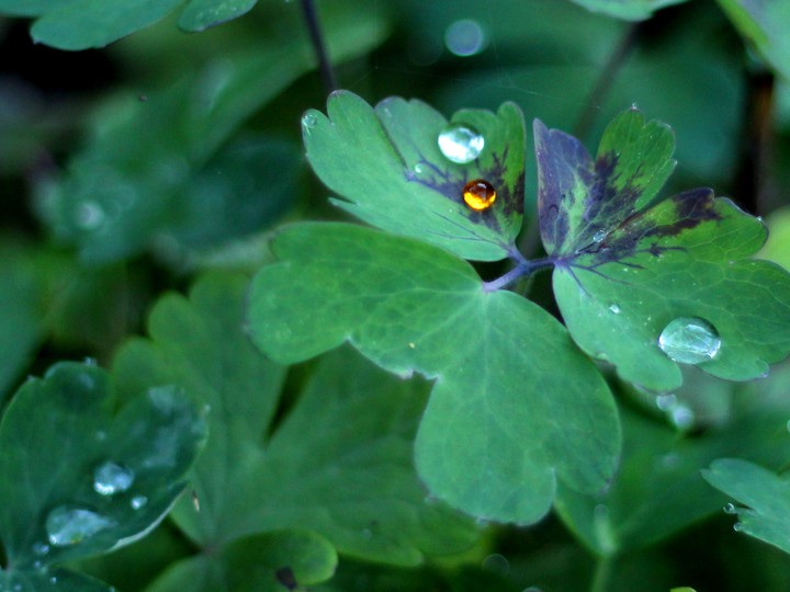 After the rain
