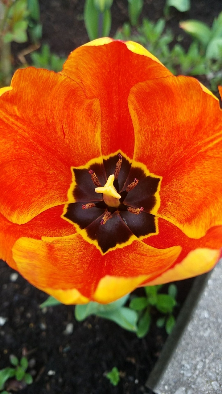 Vibrant Tulip