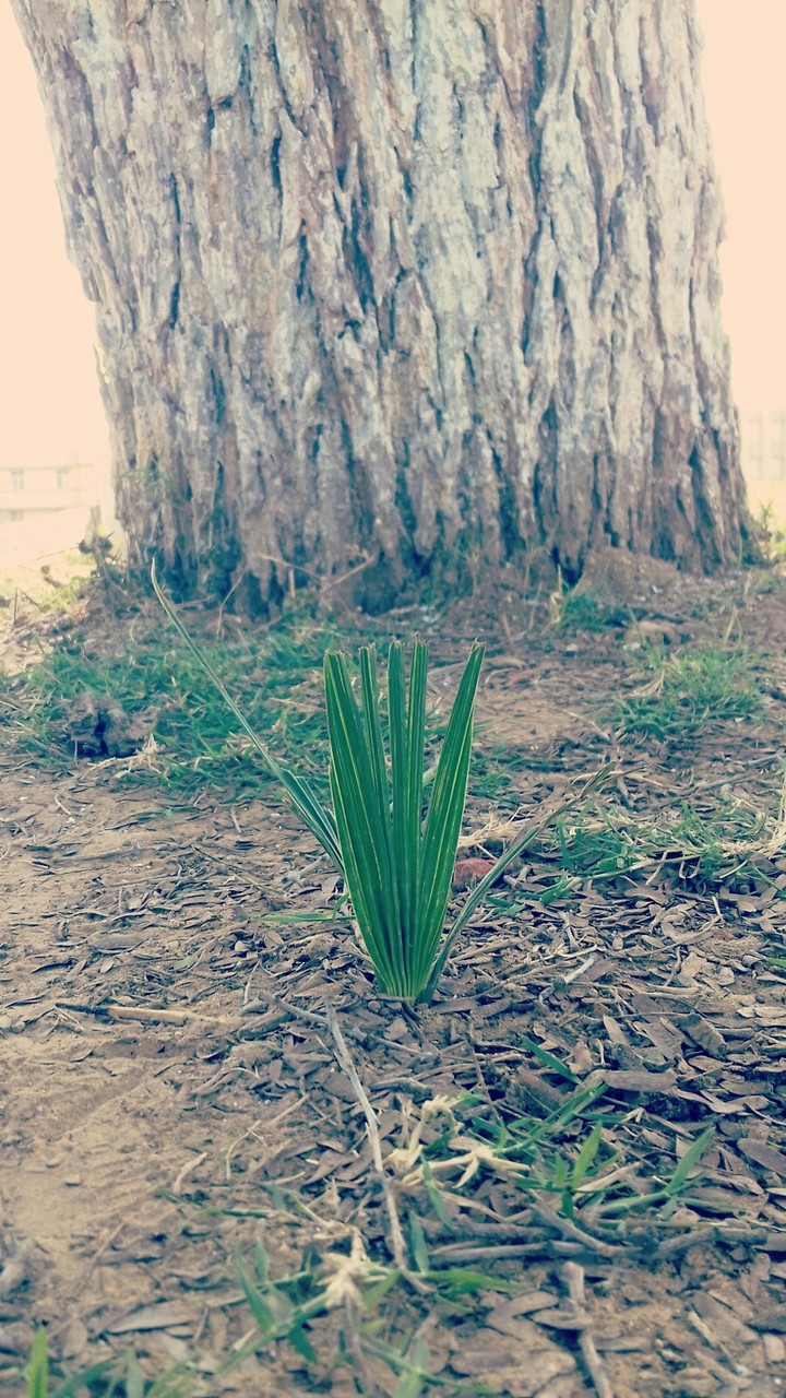 Tiny grass