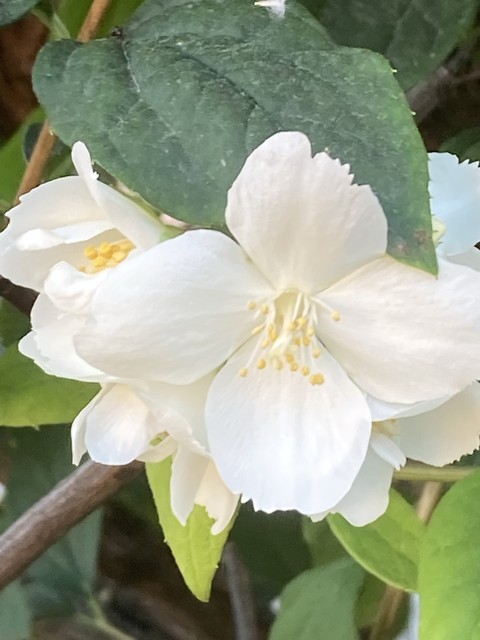 flower, primavera wallpapers