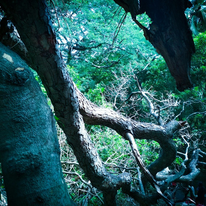 trees