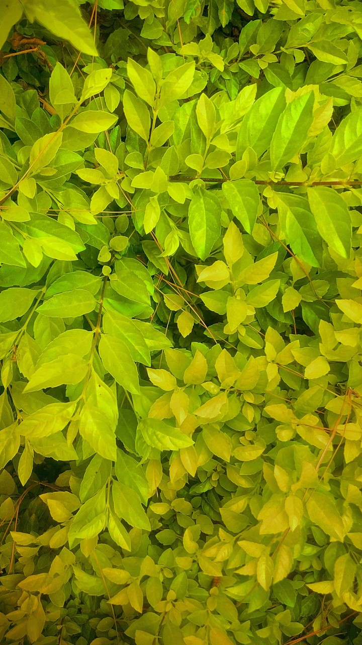 Leaves