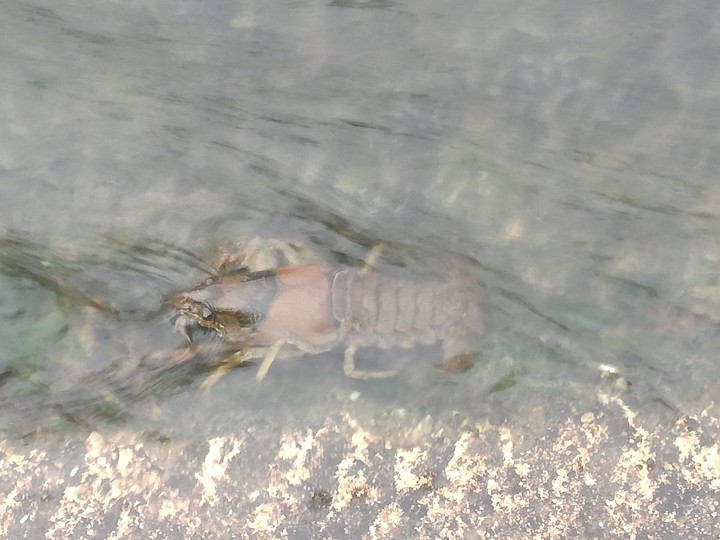 hammerhead crab