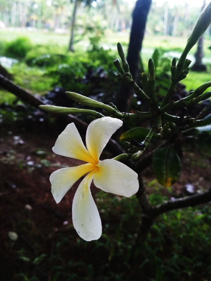 flower