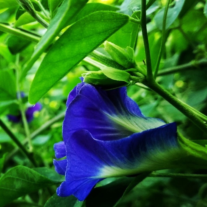 click by me