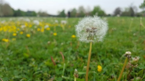 dandelion roumanian