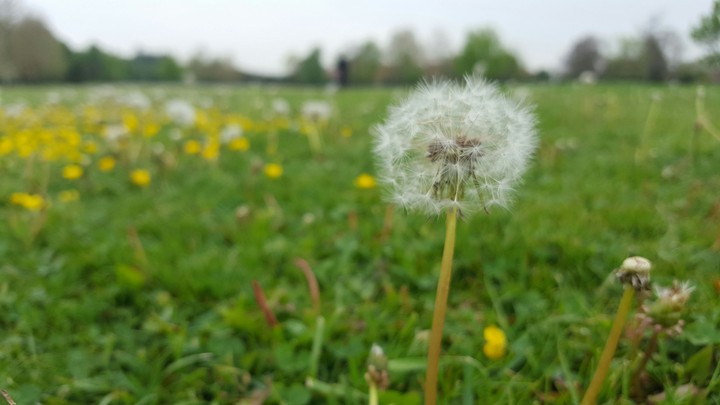 dandelion roumanian