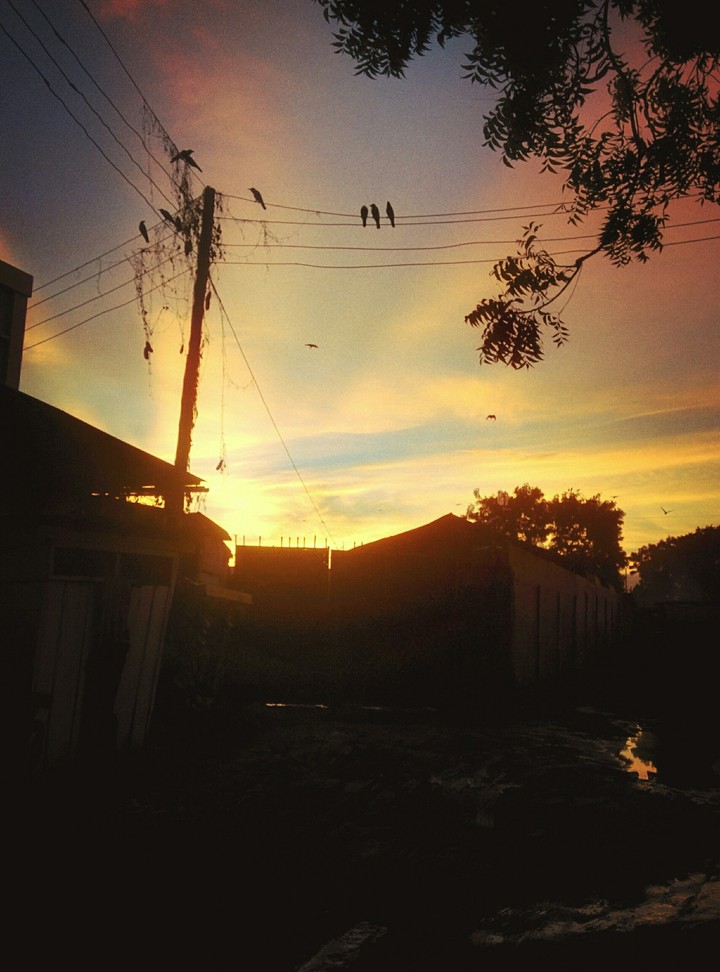 birds on the wire .