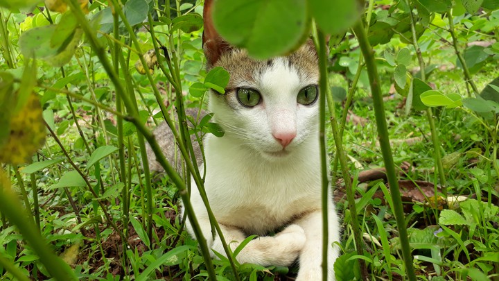 cat