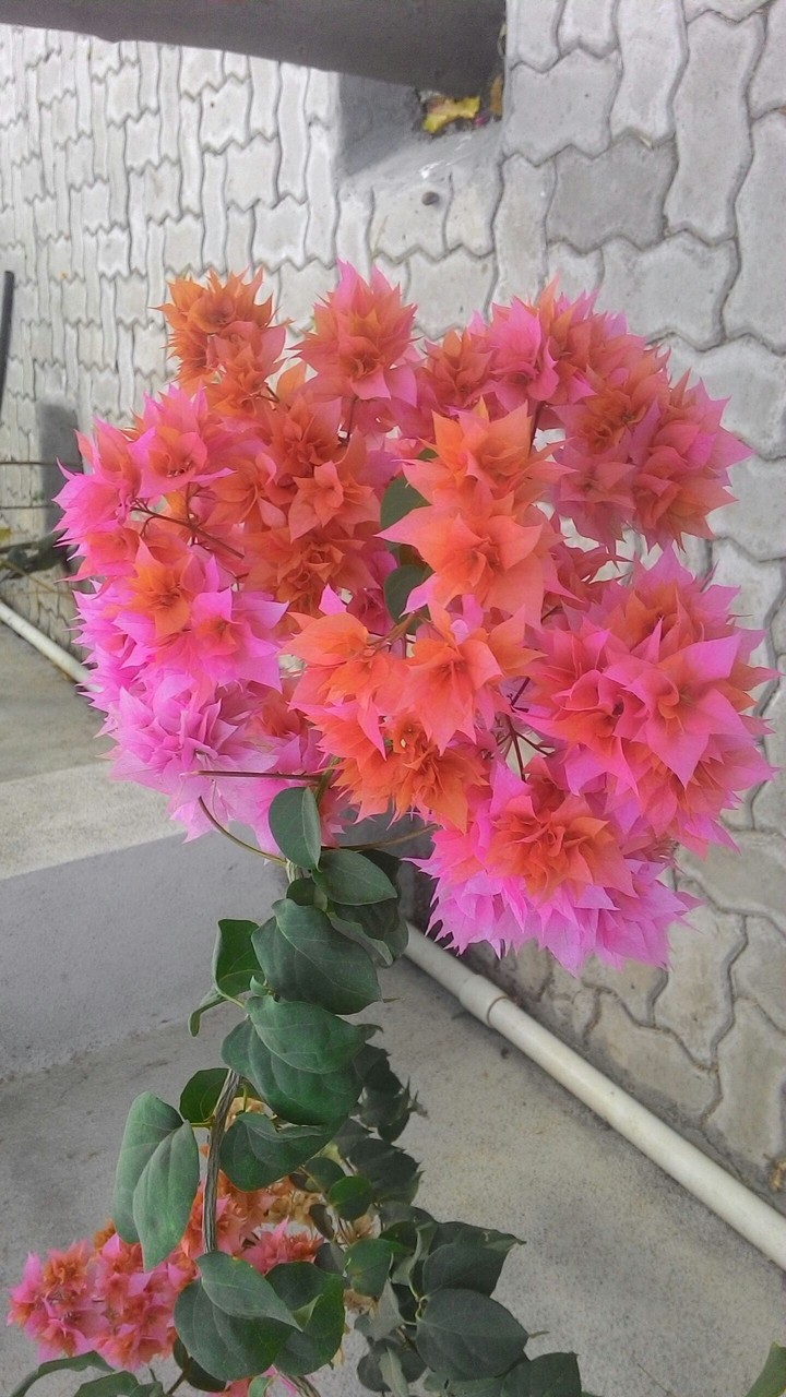 flower