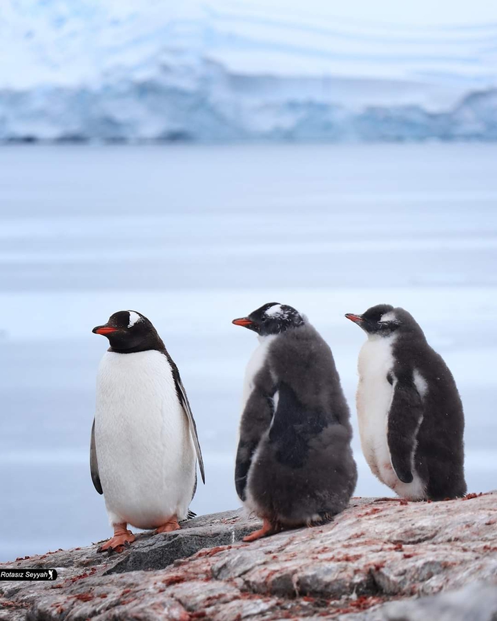 penguin
