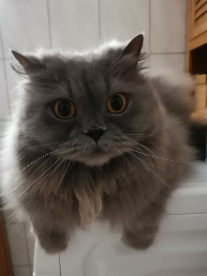 cat×××