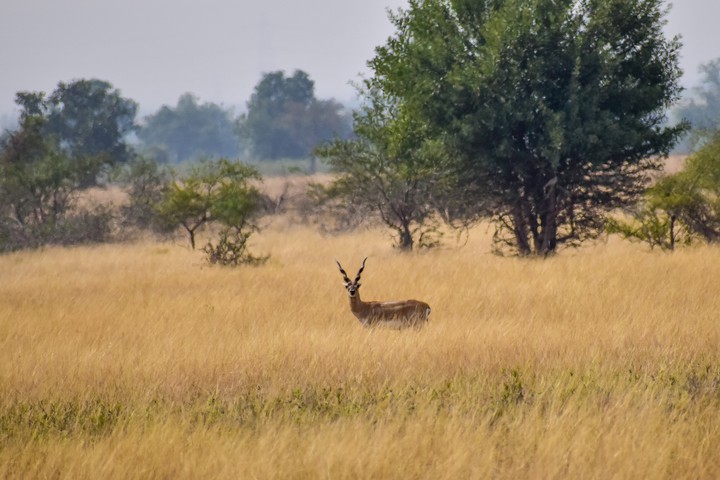 Antelope
