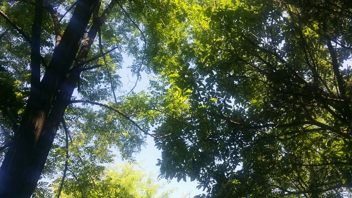 branch