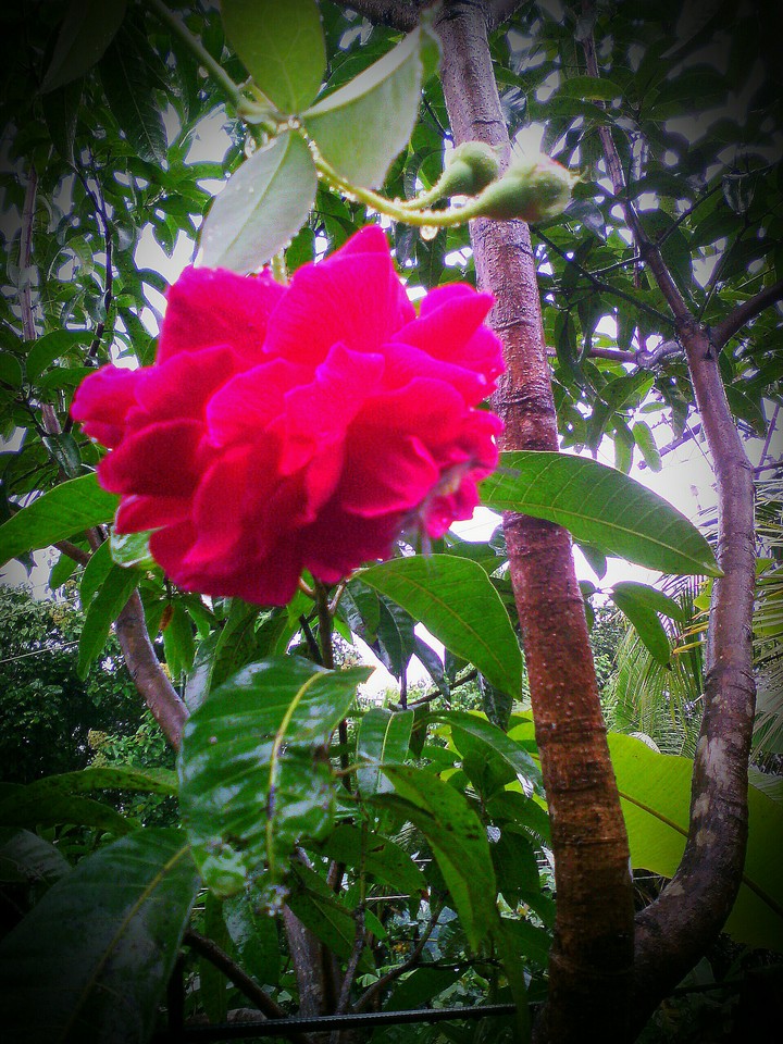Lovely Rose
