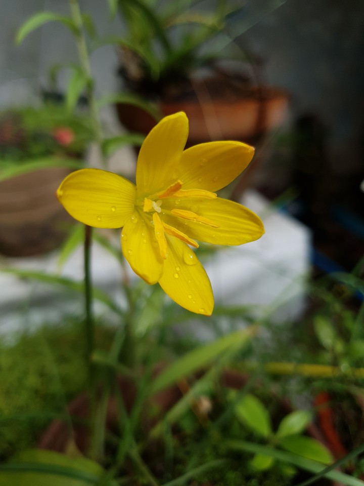 yellow snow drop