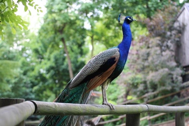I fotograph this peacock in the zoo in Płock (Poland)